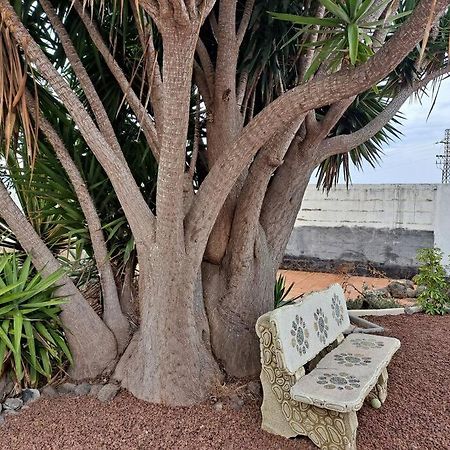 Tenerife Apartment Dulcynea With Terrace And Garden 600M2 With Ocean And Teide View Icod De Los Vinos Eksteriør billede